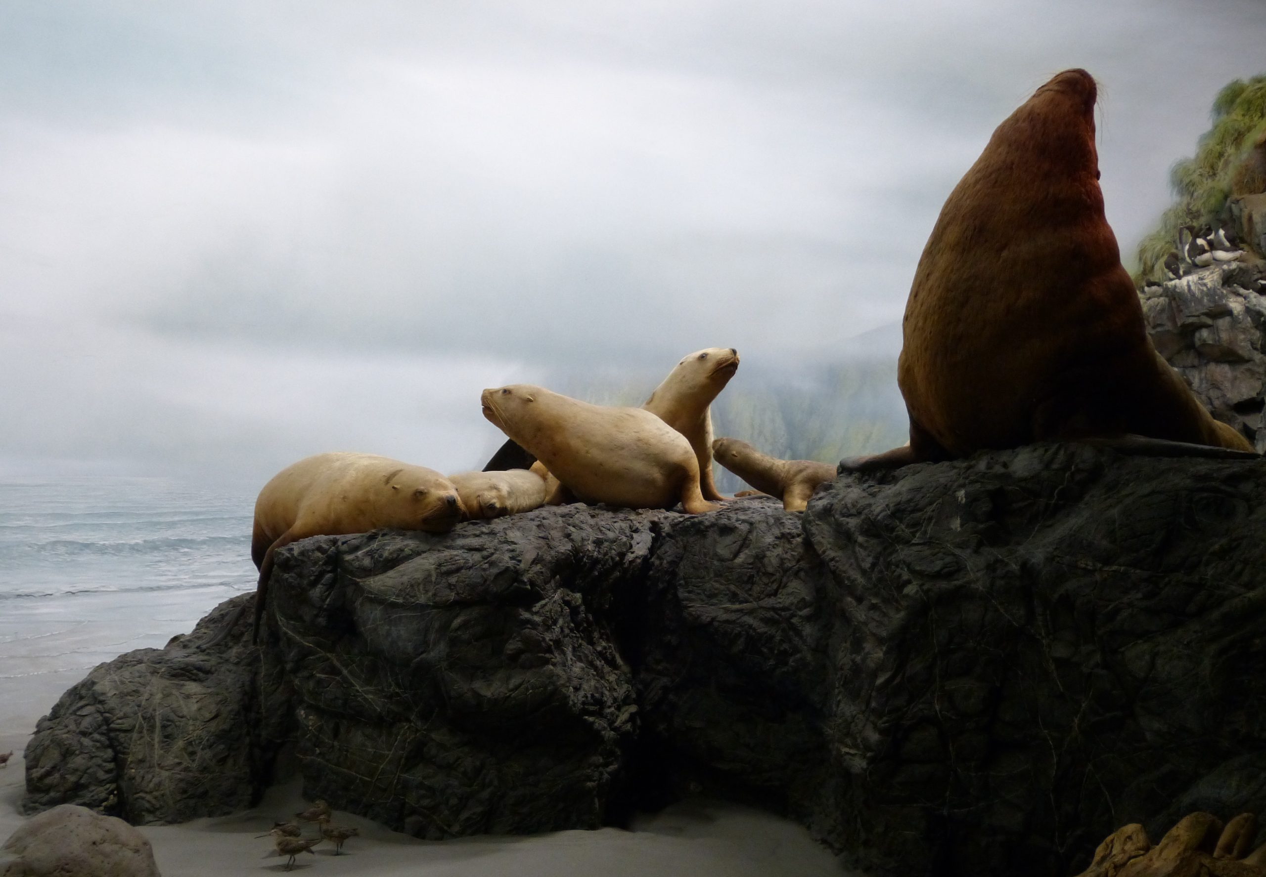 Sea Lions Diorama