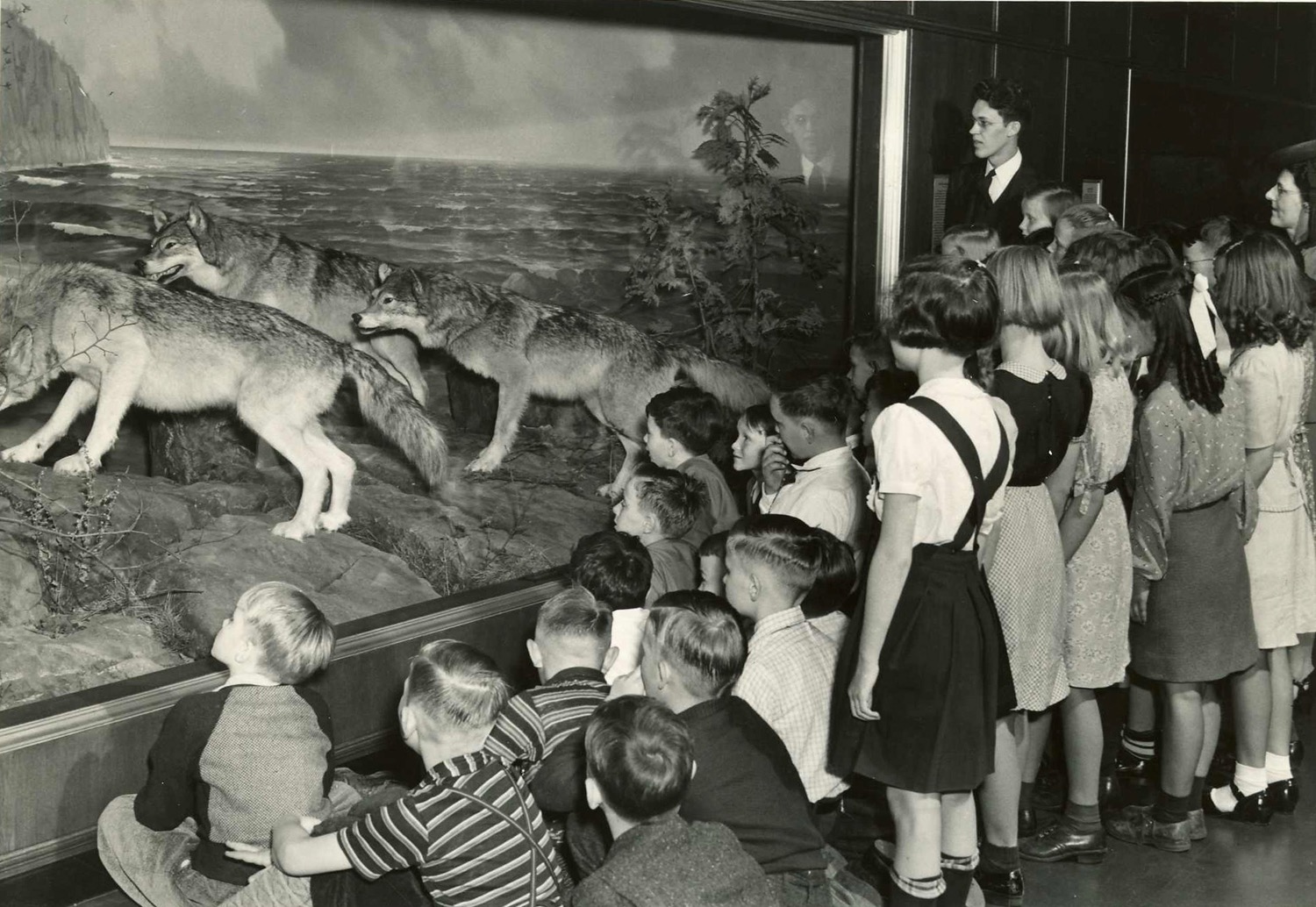 Wolves Diorama in the Zoological Museum, University of Minnesota. School group looking at the diorama in the 1950s.