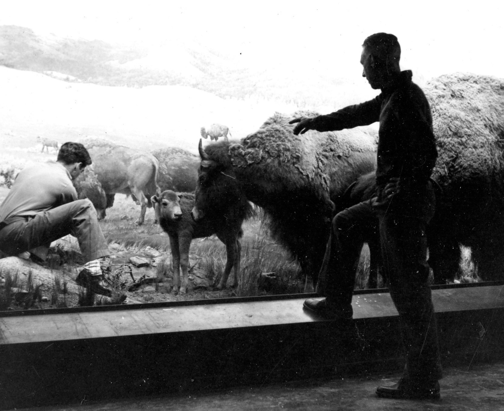 Bison Diorama, 1957