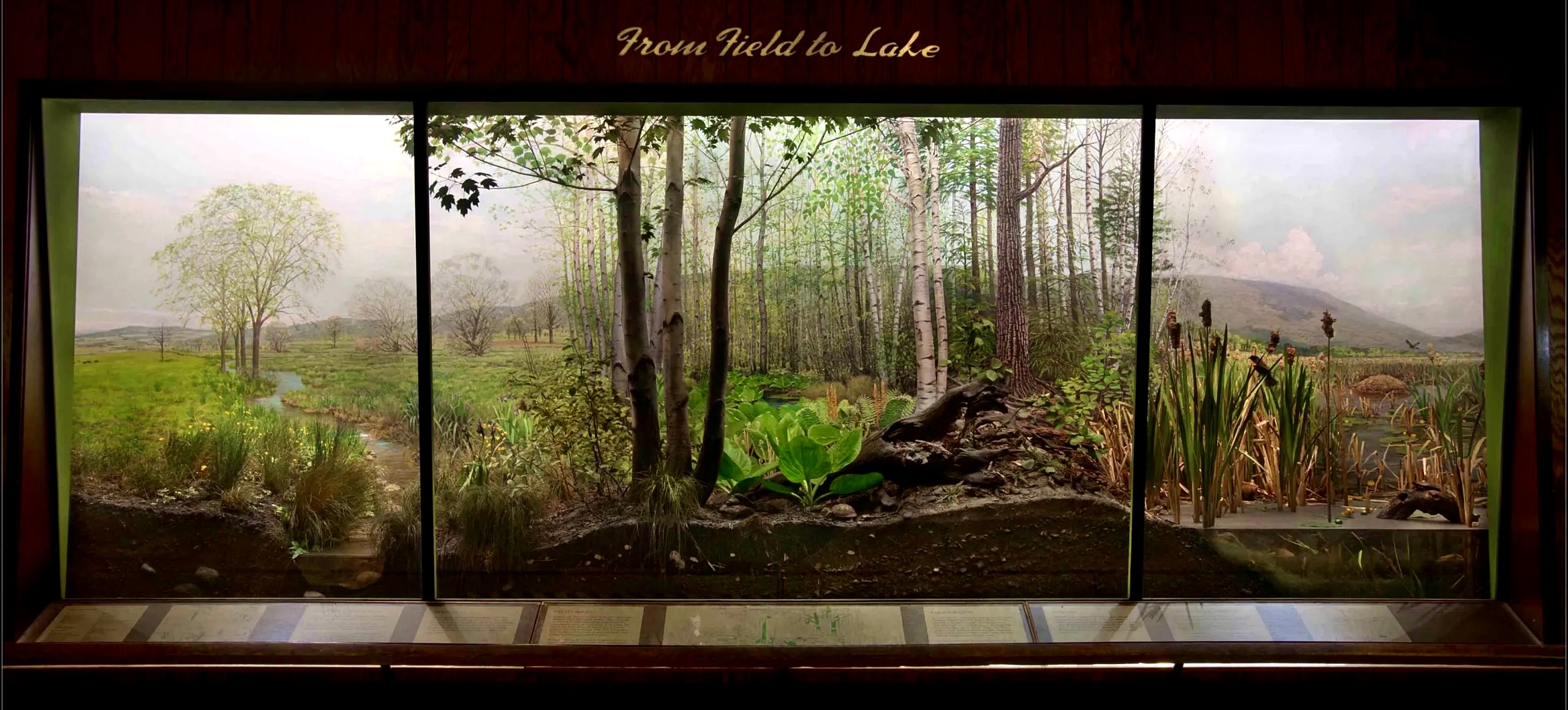 From Field to Lake Habitat Diorama, Warburg Hall, American Museum of Natural History
