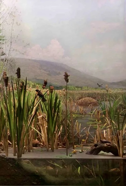 Bullrushes in the "Field to Lake" Habitat Diorama, Warburg Hall, American Museum of Natural History