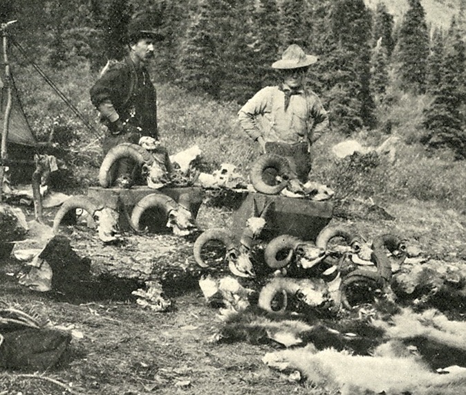 Trophy heads in Alaska field camp belonging to Charles Sheldon, 1906