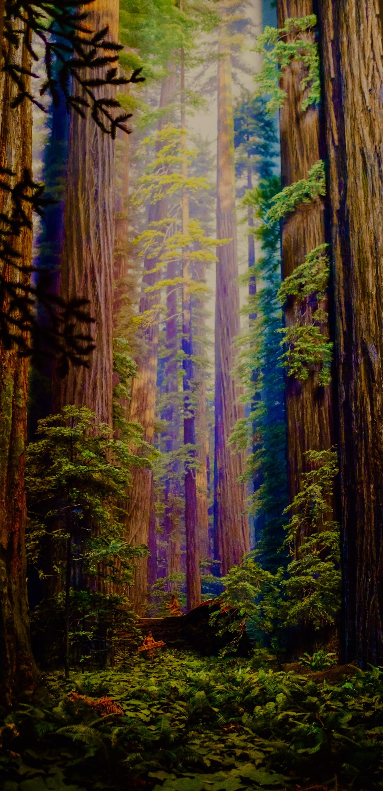 Coastal Redwood Diorama, Hall of North American Forests, American Museum of Natural History
