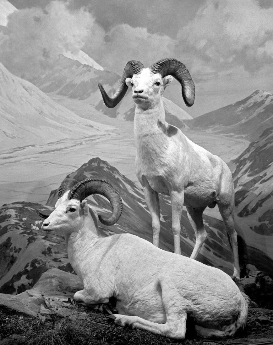 Dall Sheep Diorama, Hall of North American Mammals, American Museum of Natural History, 1941