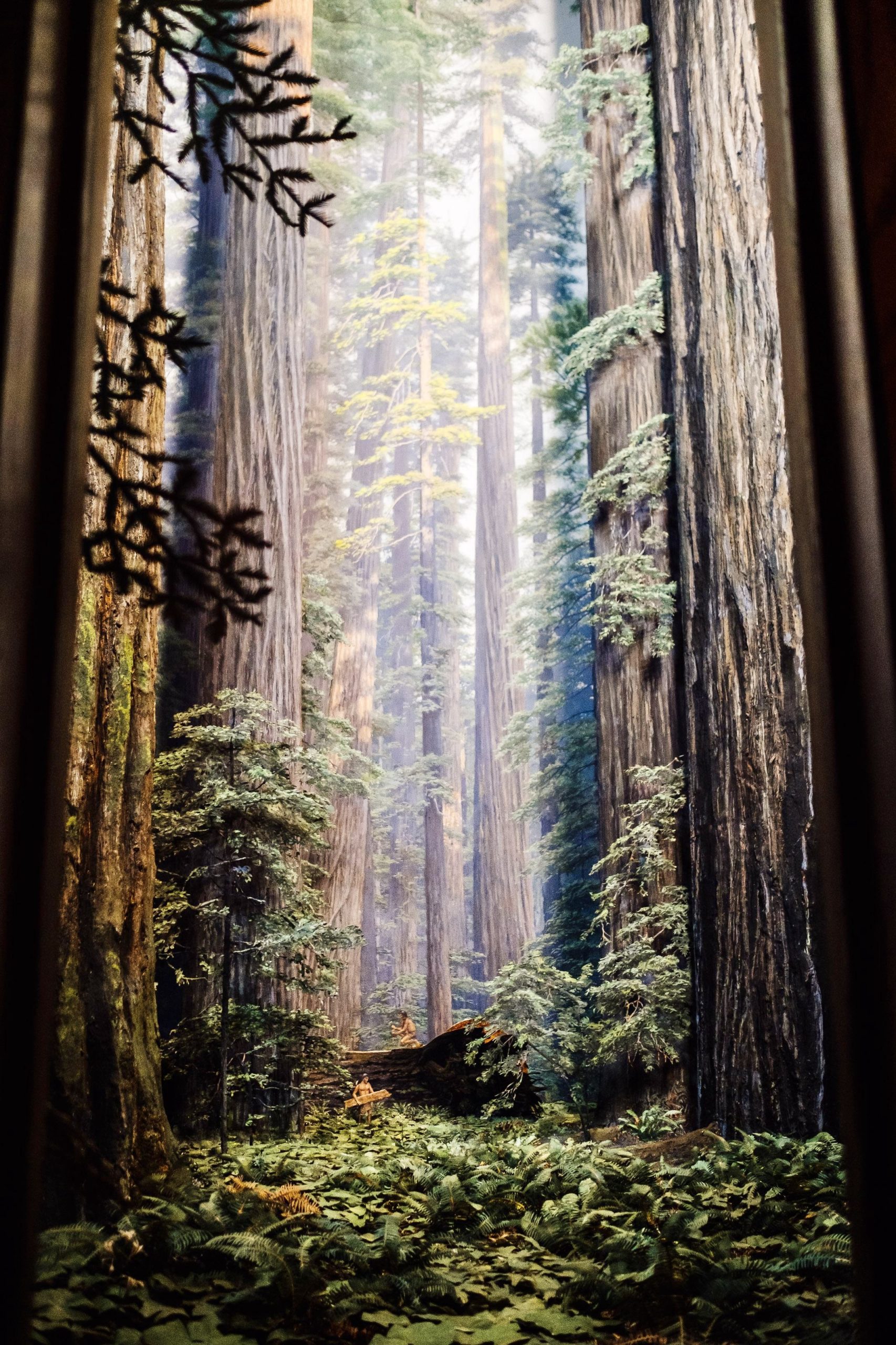 Coastal Redwood Forest Diorama, American Museum of Natural History