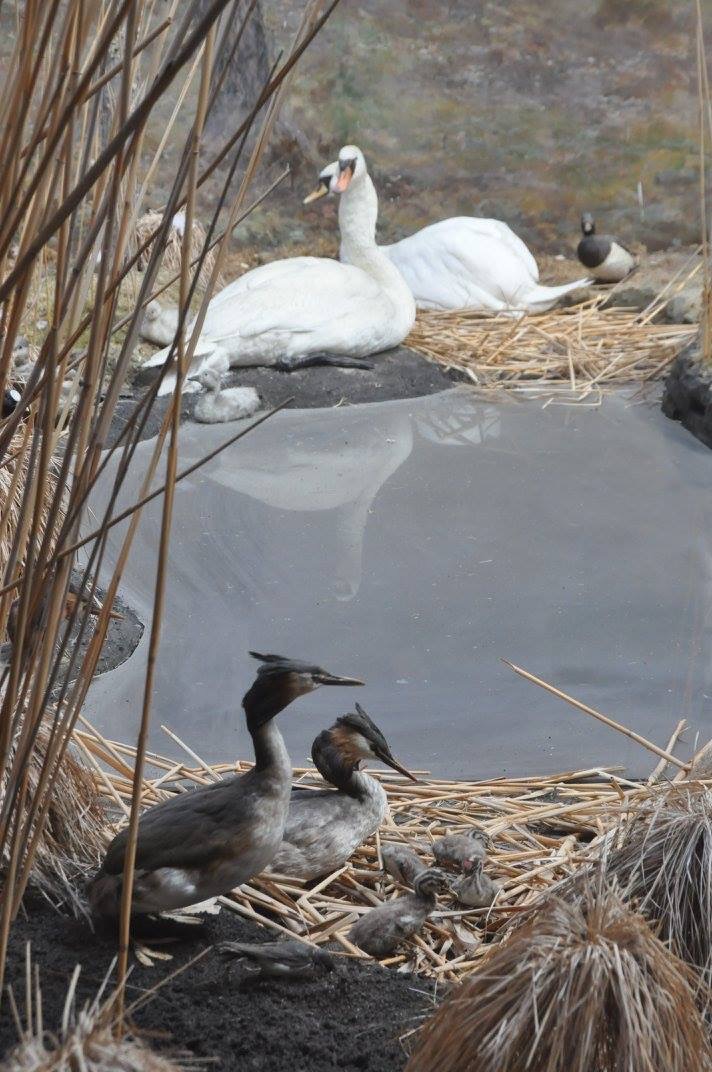 Whooper Swans in the Biologiska museet, Stockholm