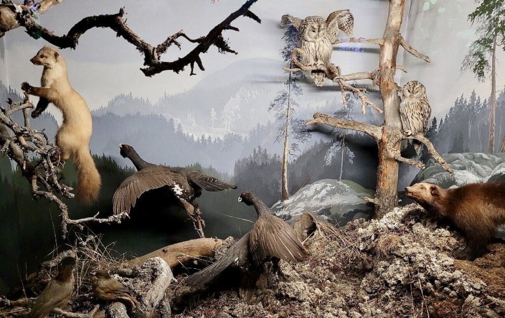 Habitat Diorama in the Biological Museum, Turku
