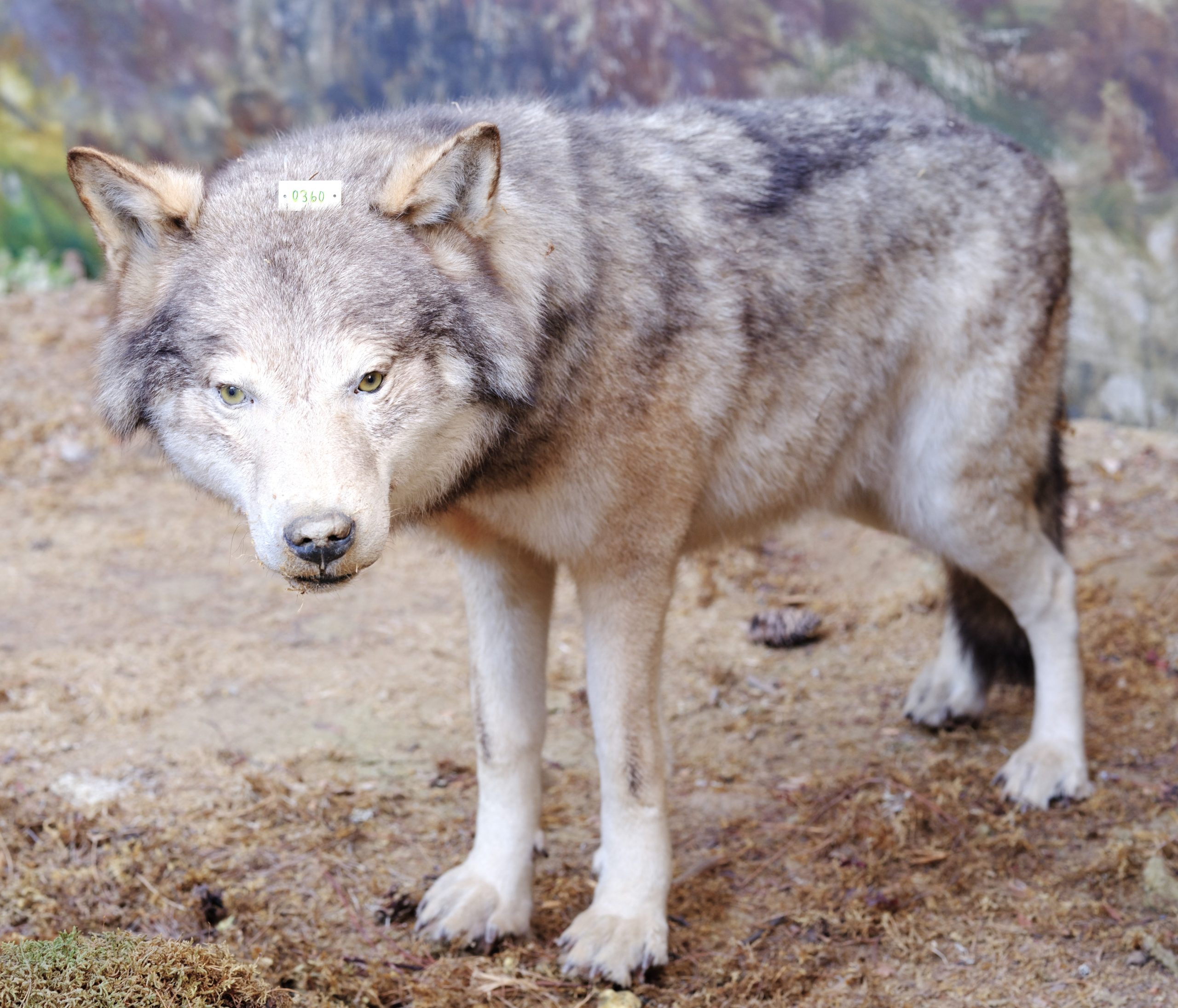 Mounted wolf in the Biologiska museet, Stockholm
