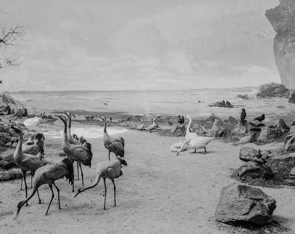 Common Cranes in the Biologiska museet, Stockholm, 1900