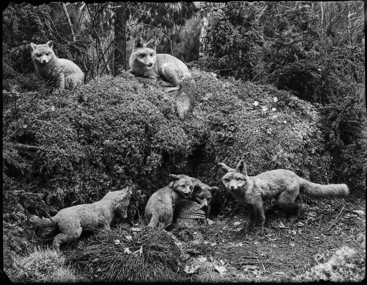 Fox family display in the Biologiska museet, Stockholm