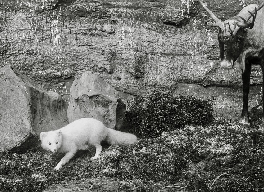 Arctic Fox and Reindeer in the Biologiska museet