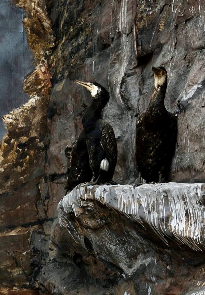 Two Mounted Cormorants in the Biologiska museet