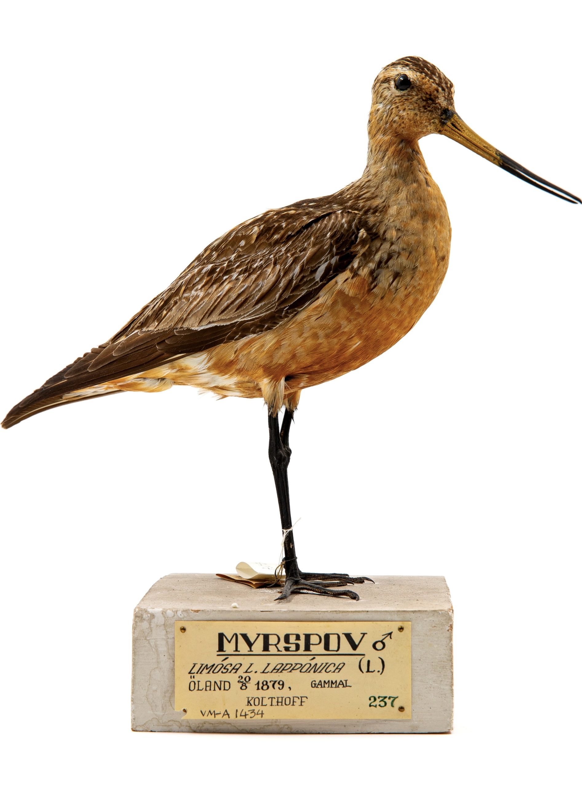 Mounted Myrspov Specimen by Gustaf Kolthoff
