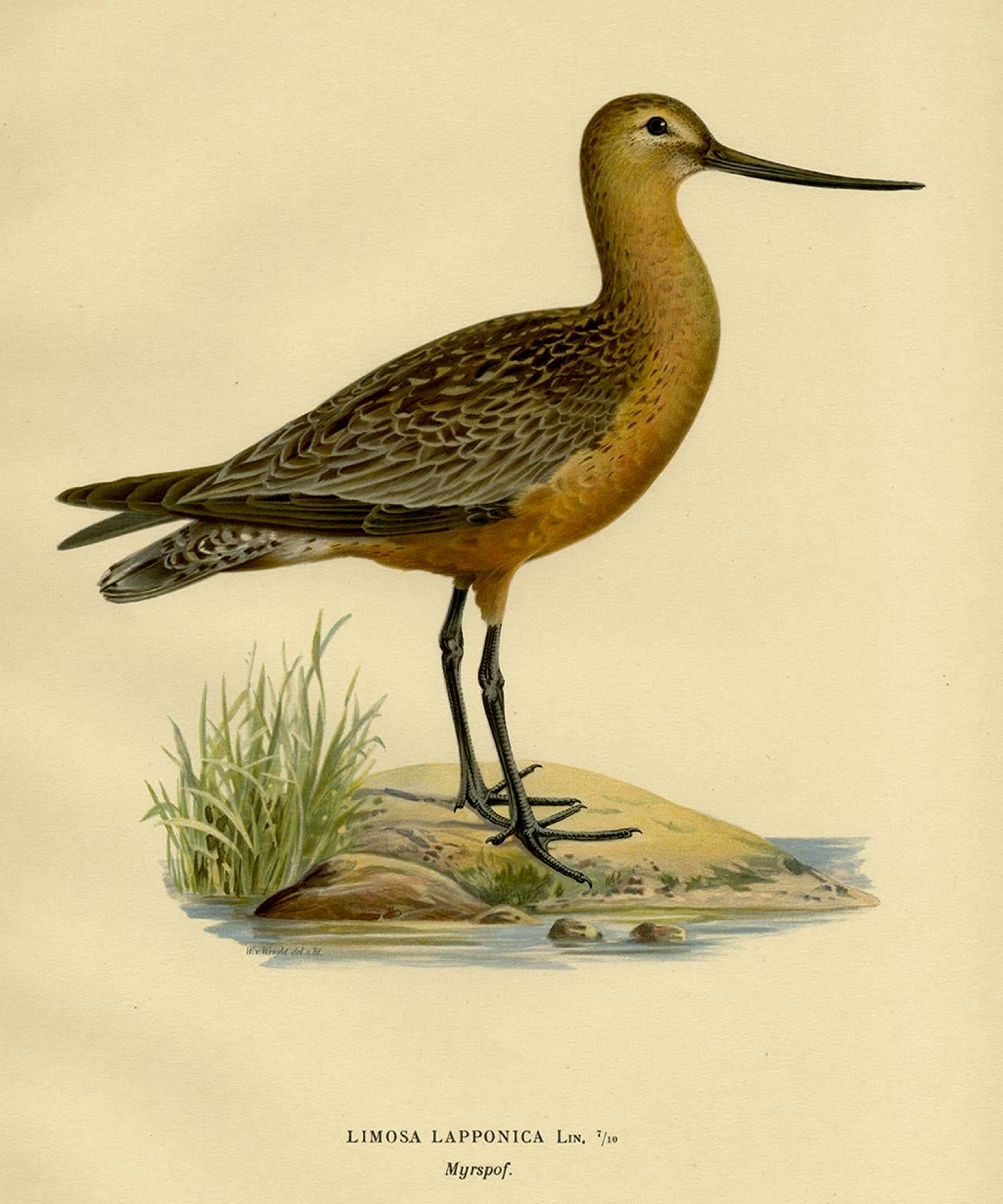 Myrspov or Bar Tailed Godwit (Limosa Lapponica) by Wm. von Wright, 1828
