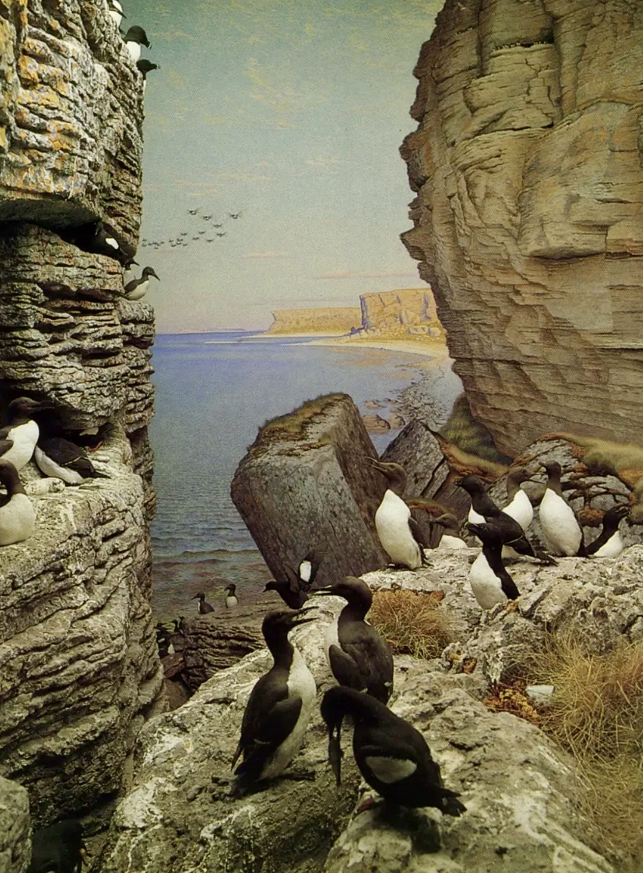 Habitat Diorama of Stora Karlsö outside Gotland  by Olof Gylling, 1923