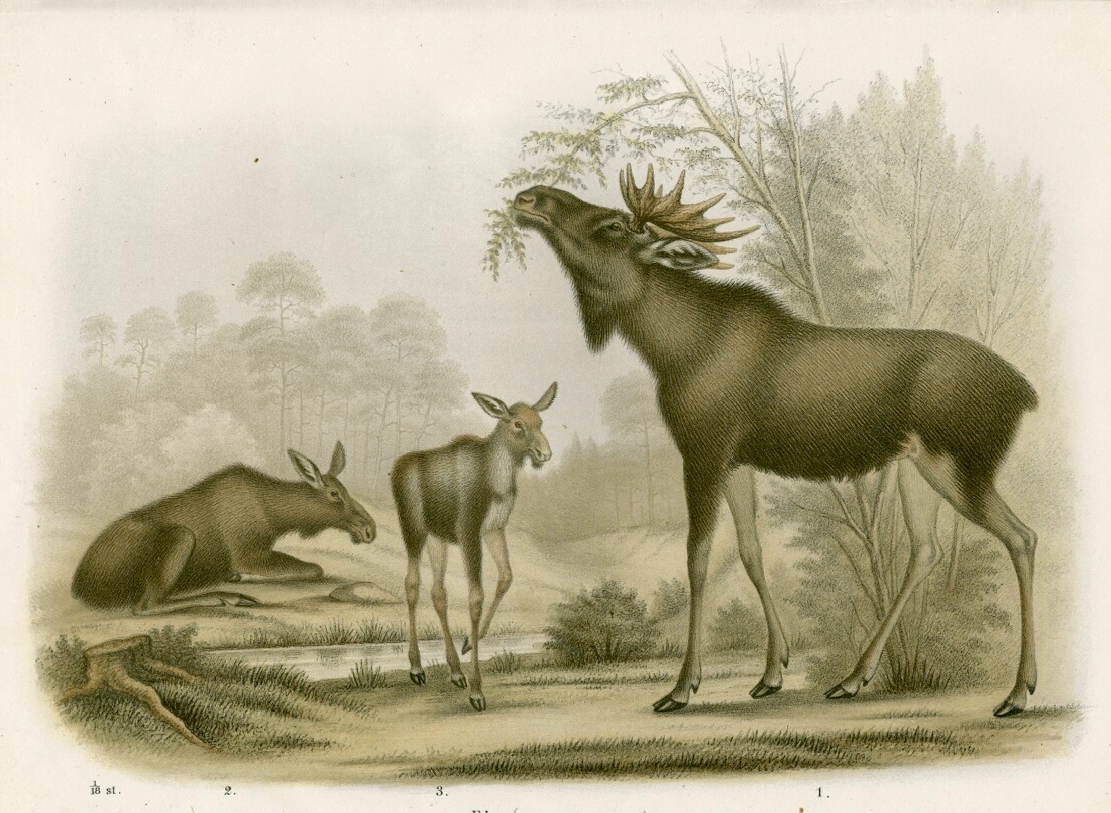 Moose illustration in "Skandinaviens Däggdjur," 1873