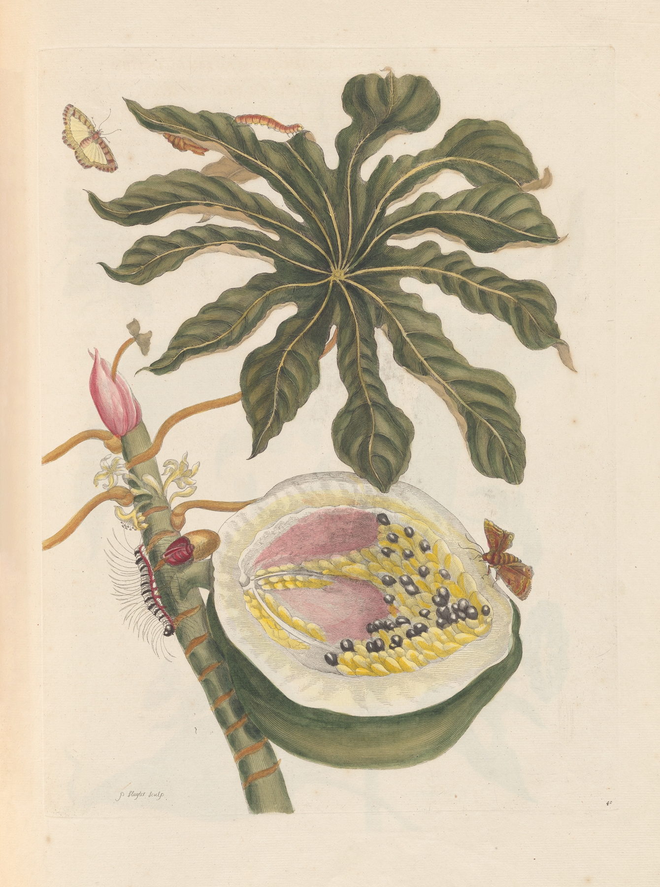 Papaya plant (Carica papaya), illustration by Maria Sibylla Merian, 1705