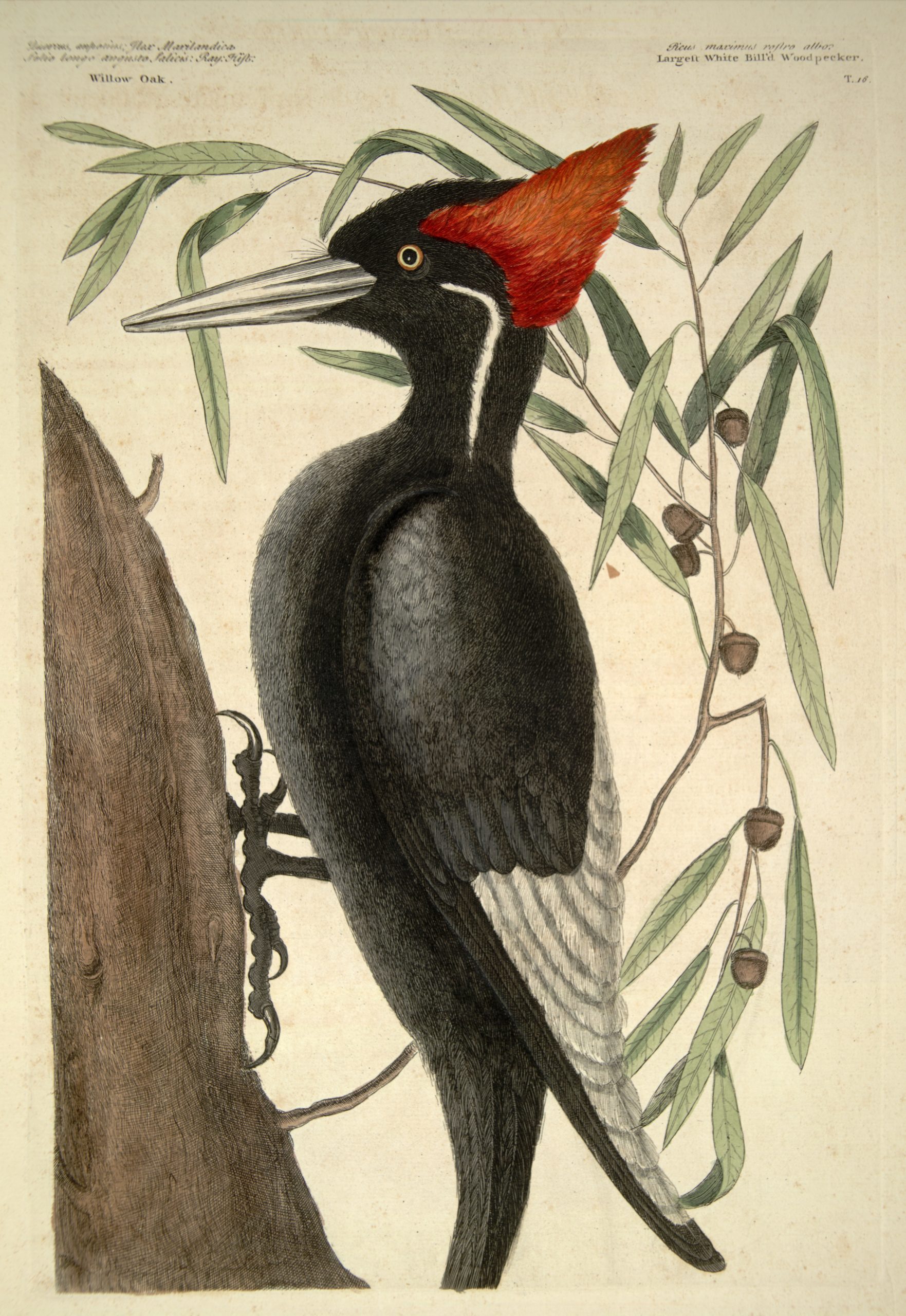 "Largest White Billed Woodpecker," by Mark Catesby, c. 1731