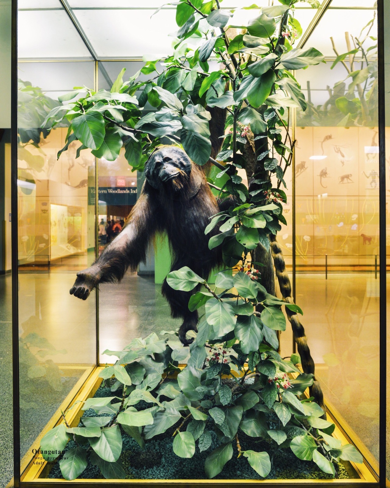 Bornean orangutan, American Museum of Natural History
