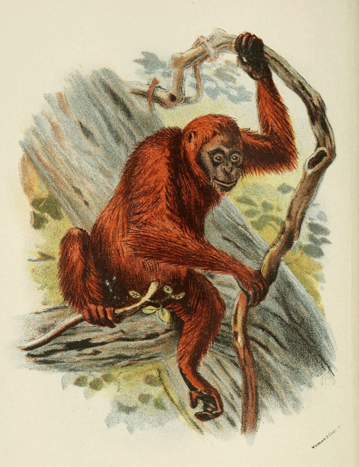 Orangutan illustration by J. G. Keulemans, 1896