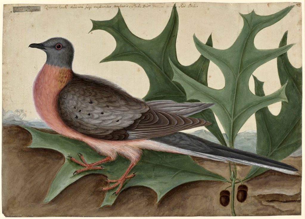 "Passenger Pigeon," watercolour by Mark Catesby, c. 1722