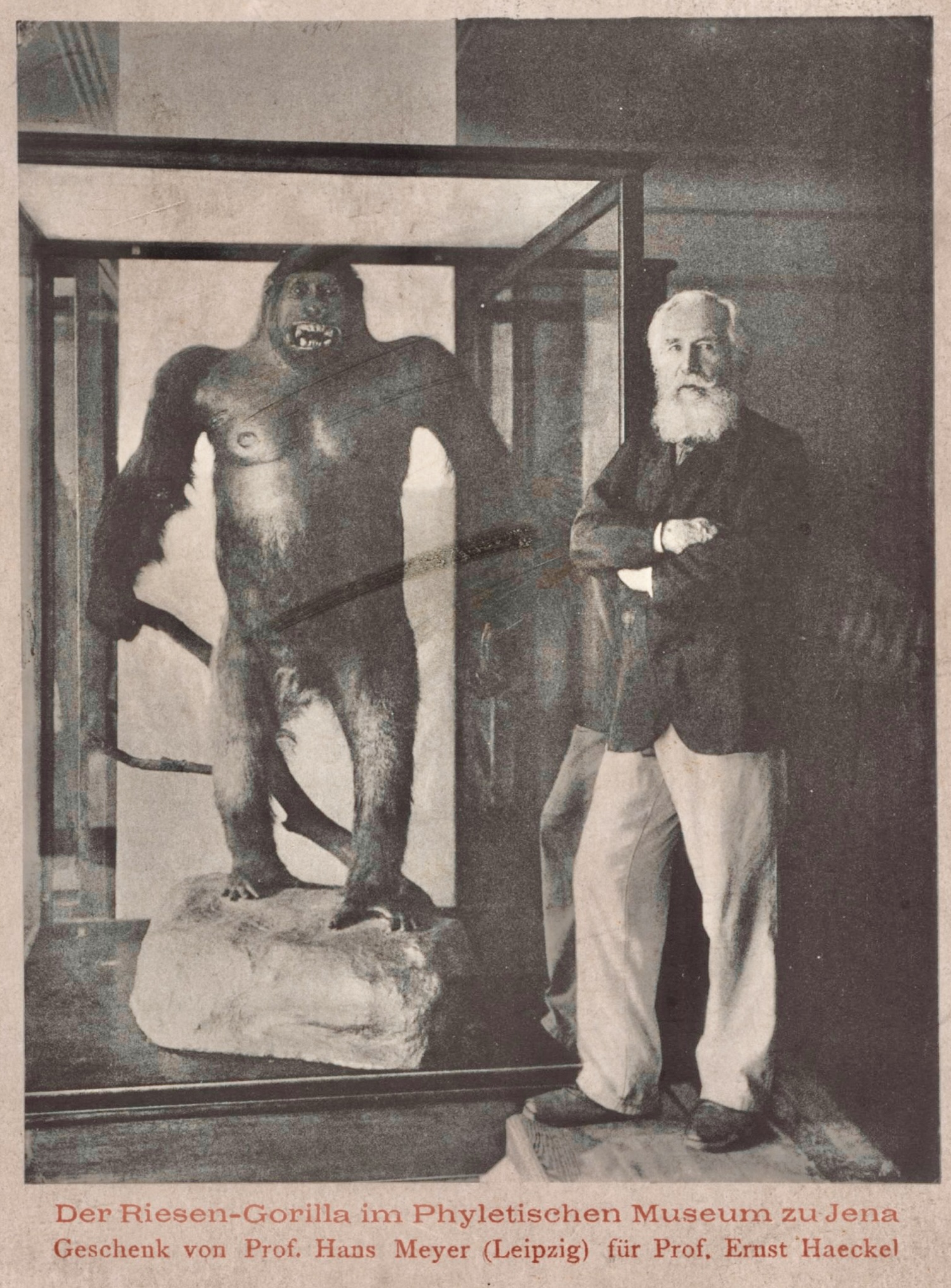"Der Riesen-Gorilla," Jena, 1909