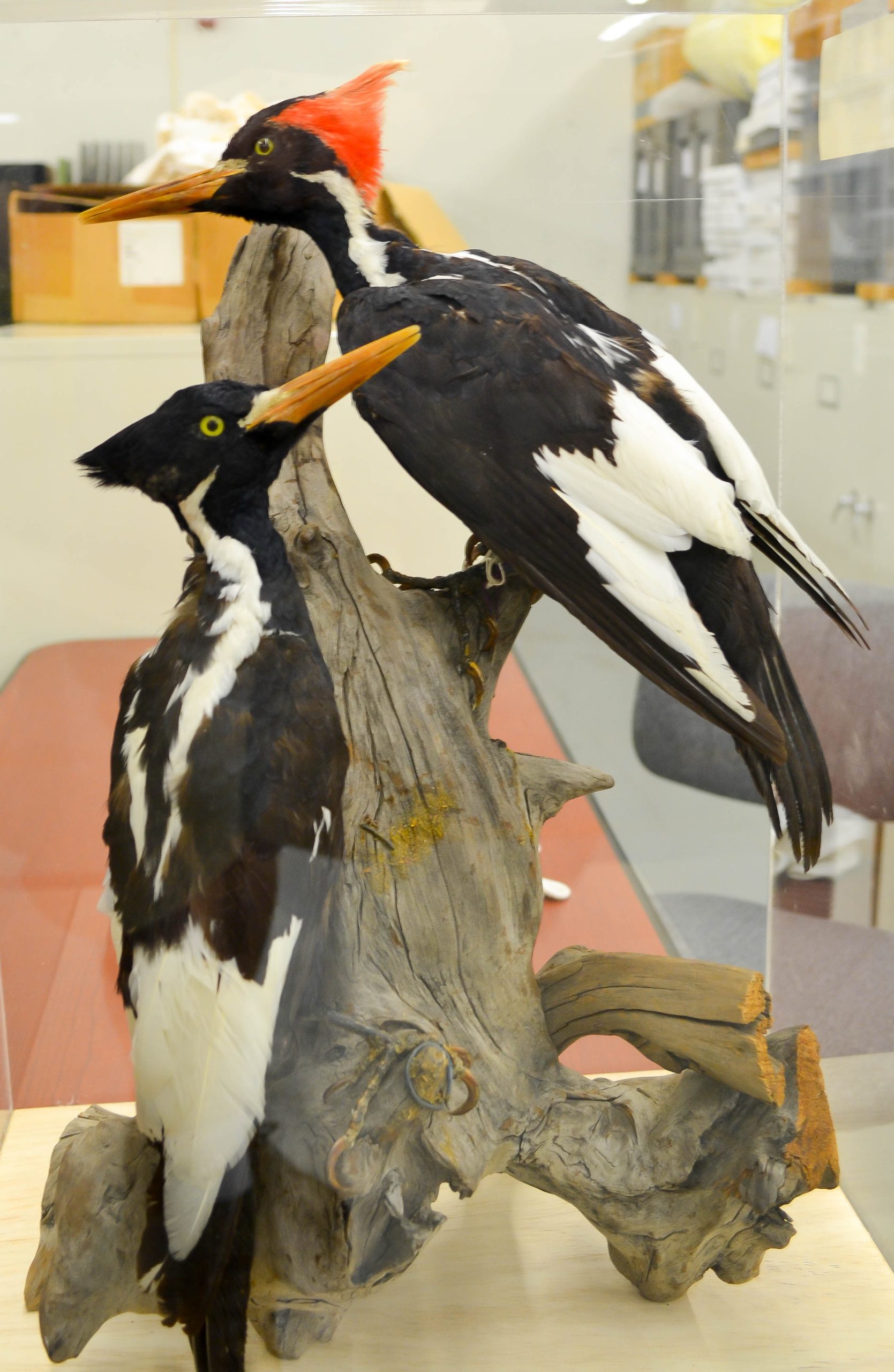 Ivory billed Woodpecker specimens in the Florida Museum of Natural History