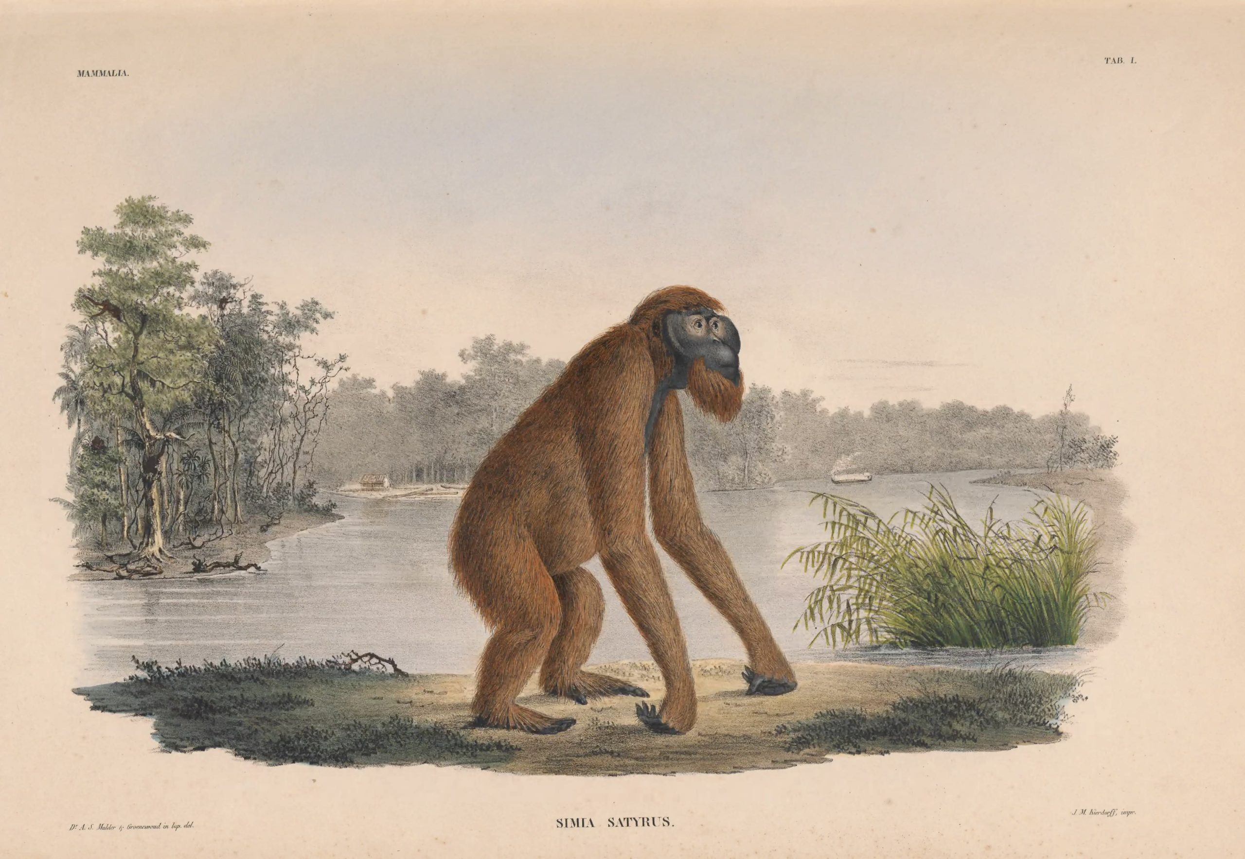 "Simia Satyrus," engraving, 1838