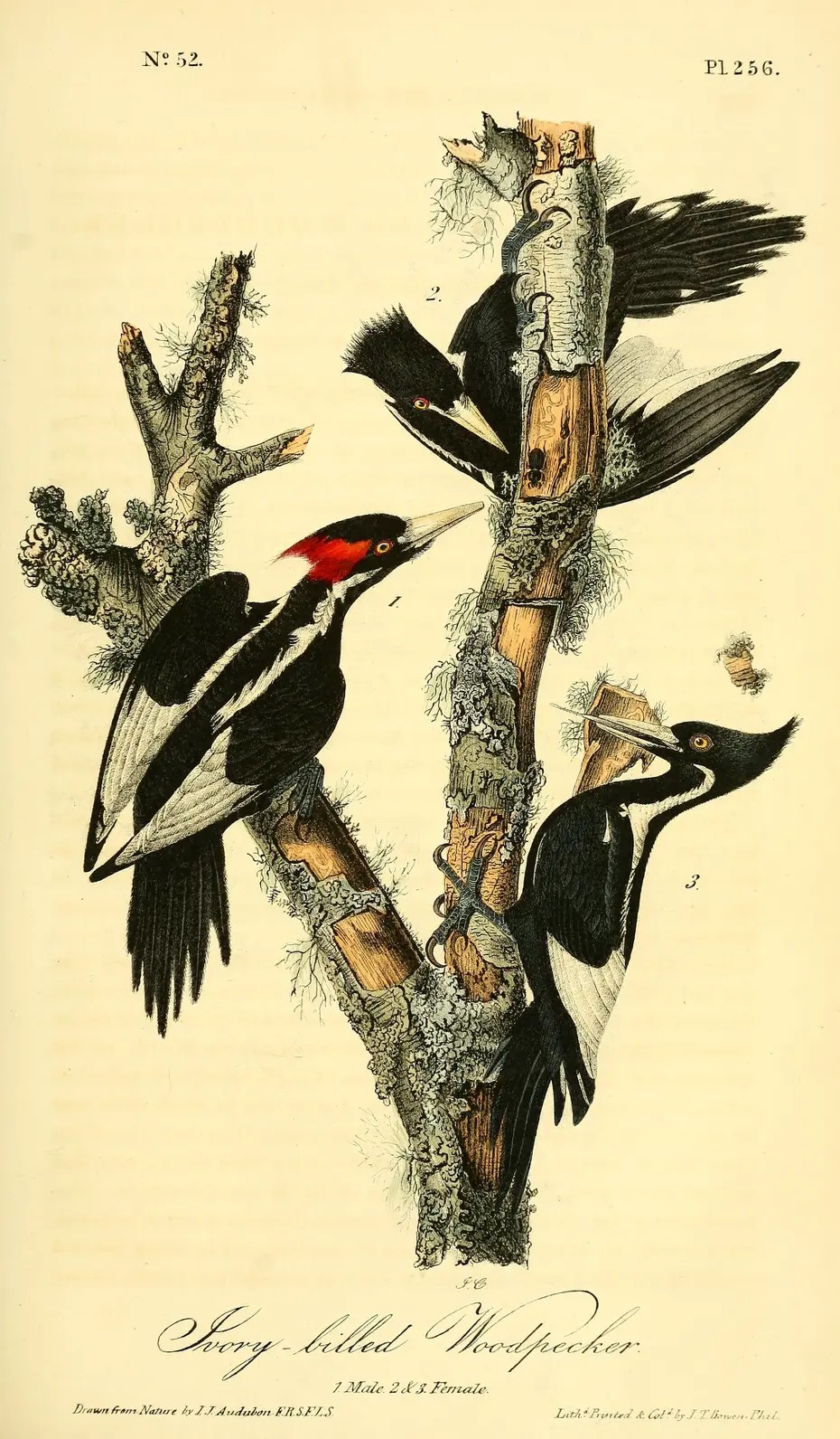 "Ivory billed Woodpecker," by John James Audubon, 1827