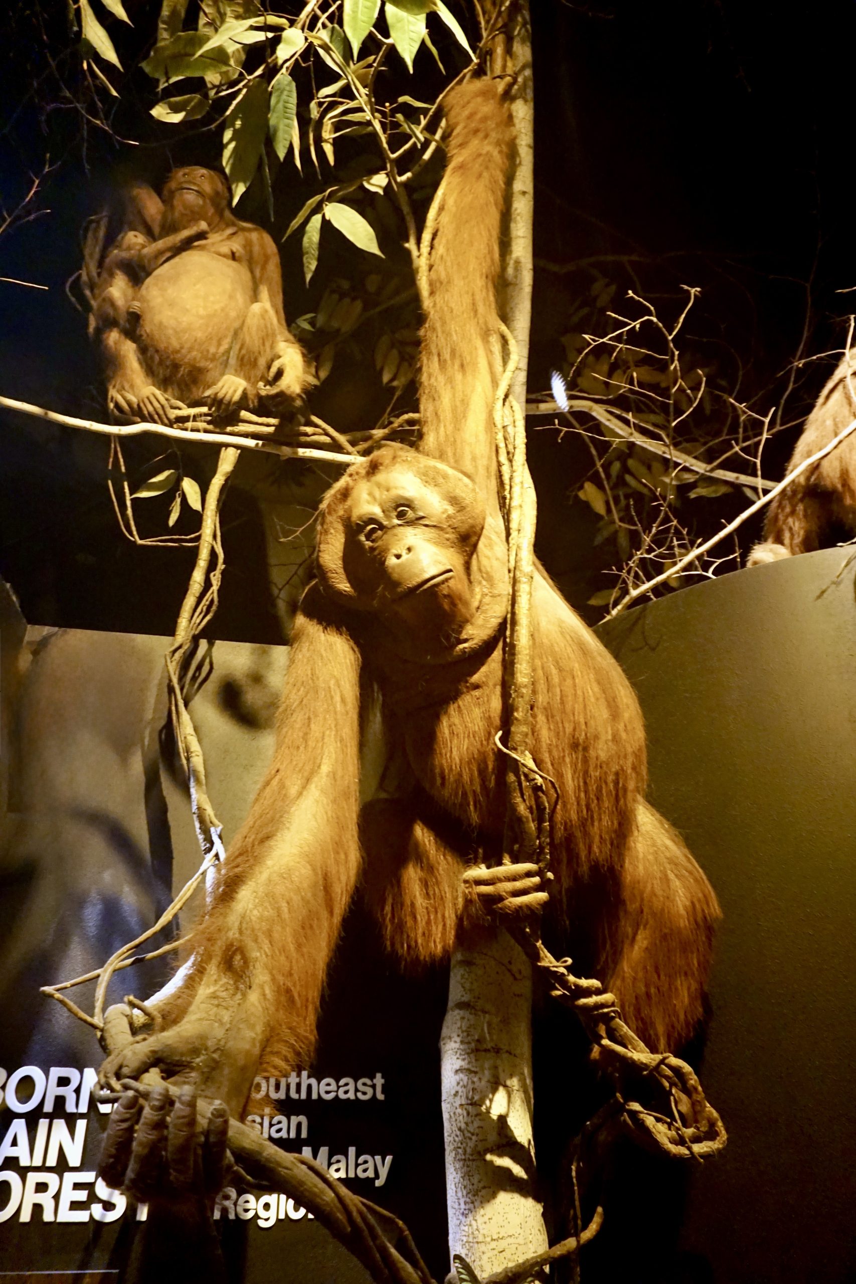 Orangutan taxidermy display at the Milwaukee Public Museum