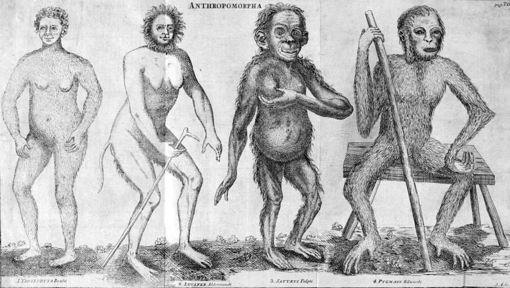 Anthropomorpha, by C. E. Hoppius, 1760