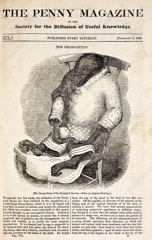 "Jenny," The Orang Outan of the Zoological Society, 1838