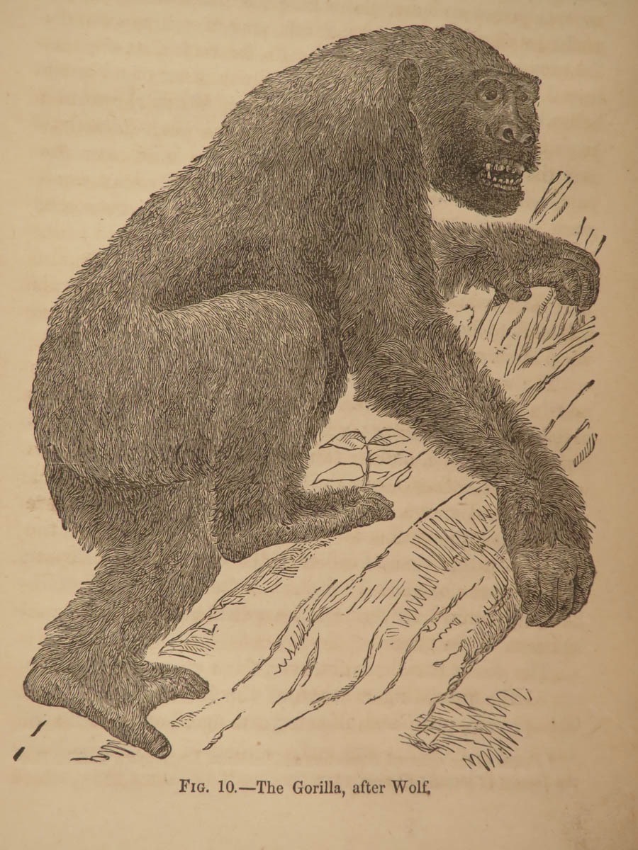 "The Gorilla, after Wolf," in Huxley, 1863