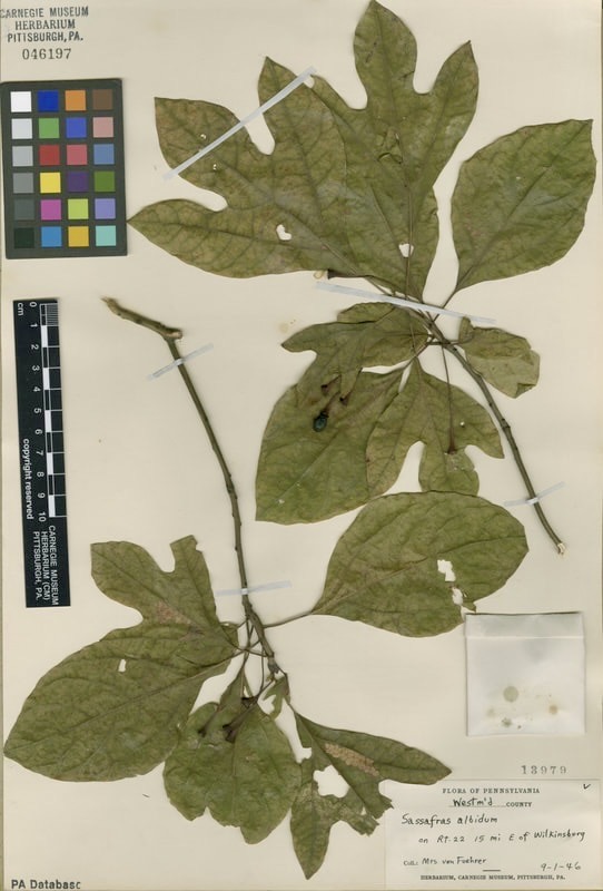 Sassafras specimens collected by Hanne von Fuehrer