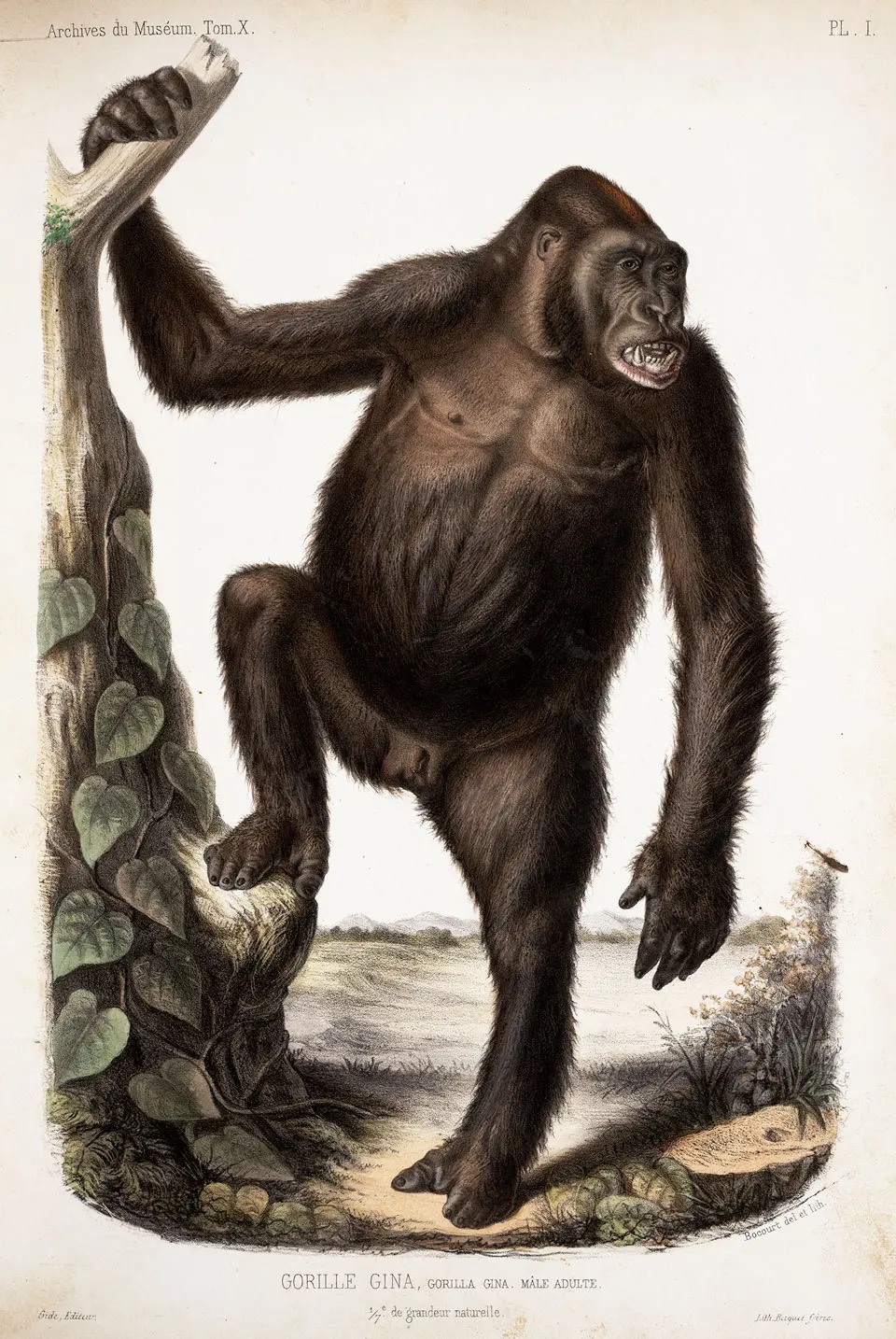 "Gorille Gina," in Geoffroy Saint Hilaire, 1858