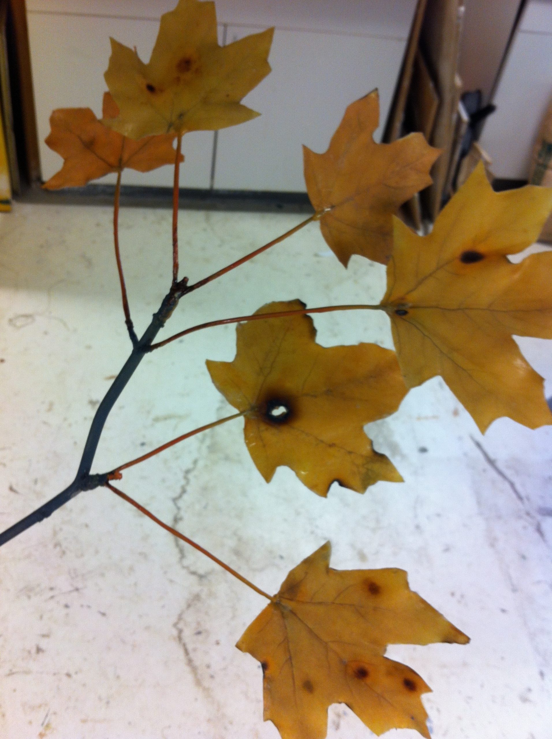 Epoxy sugar maple leaves