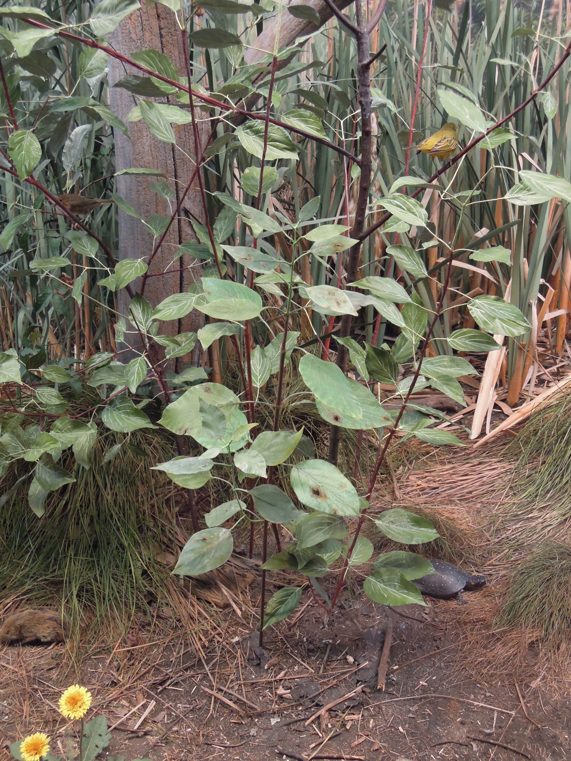 Replica of Red osier Dogwood leaves