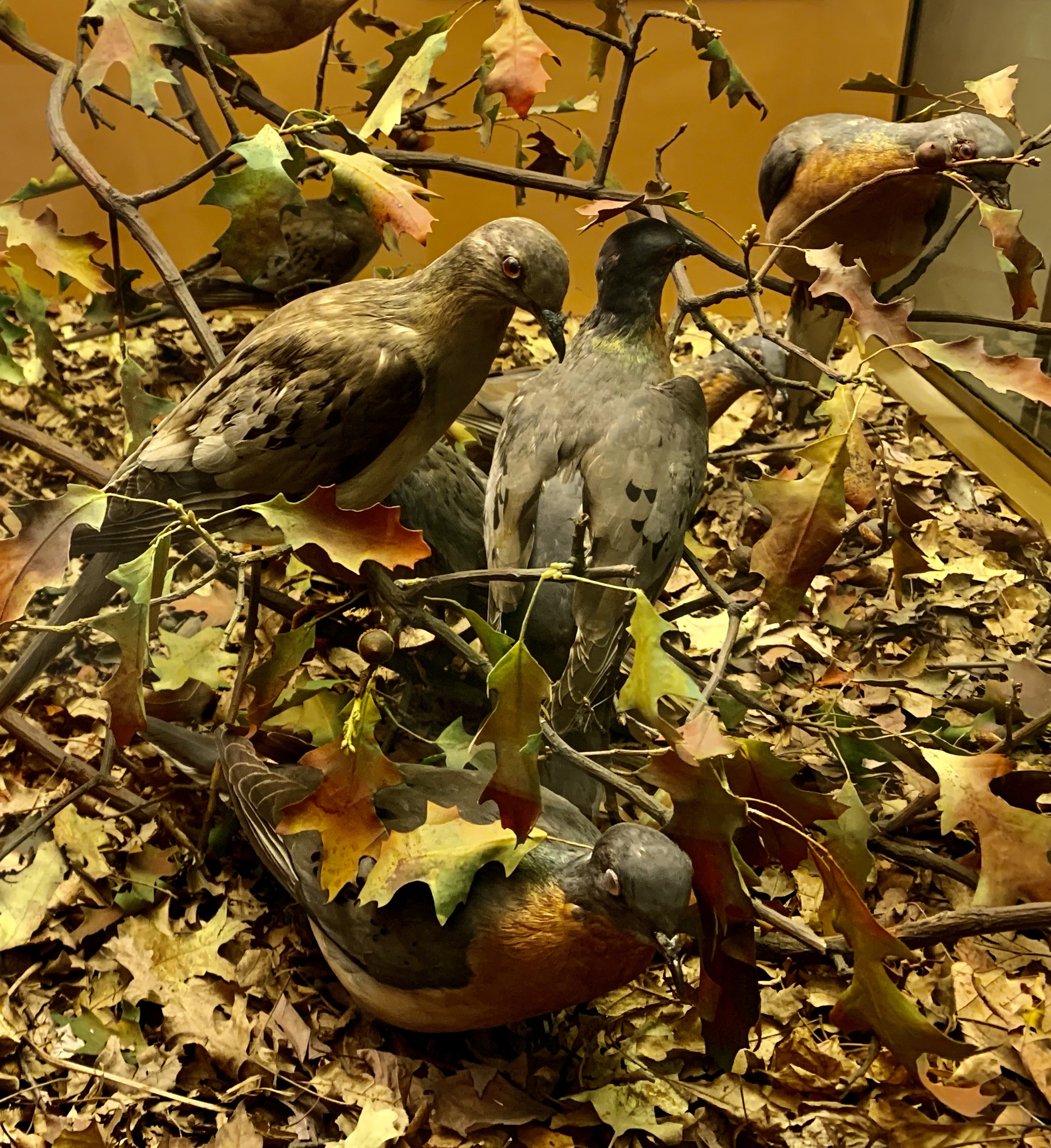 Passenger Pigeon Group, c. 1880, American Museum of Natural History
