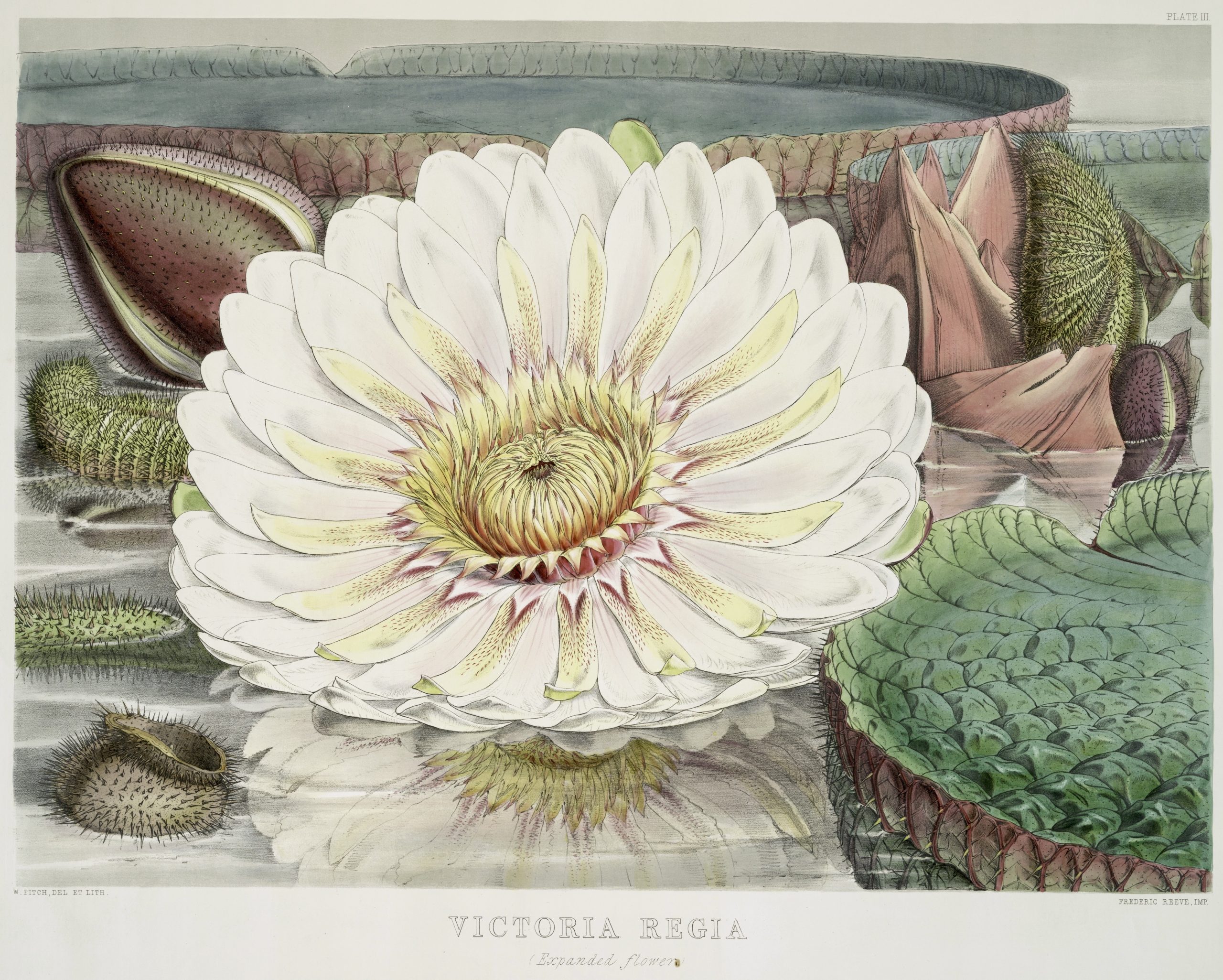 "Victoria Regia Royal Waterlily," illustration by Walter Finch, 1851