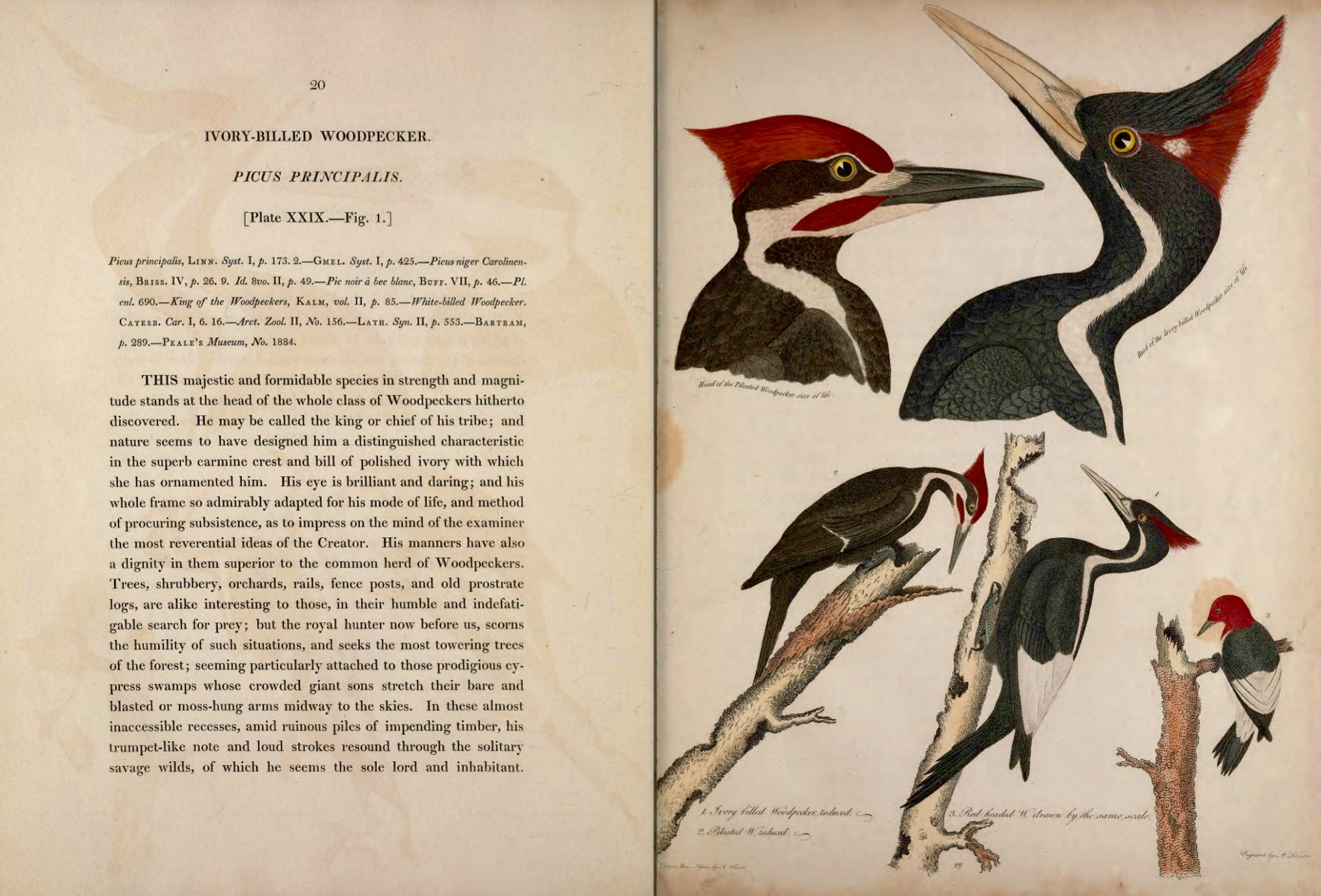 "Ivory Billed Woodpecker," by Alexander Wilson, 1811