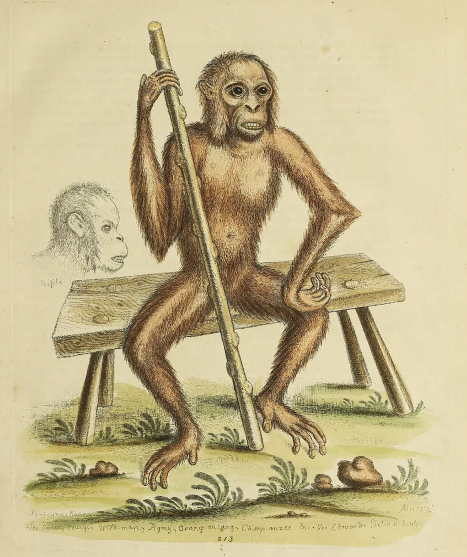 The Orangutan by George Edwards, 1757