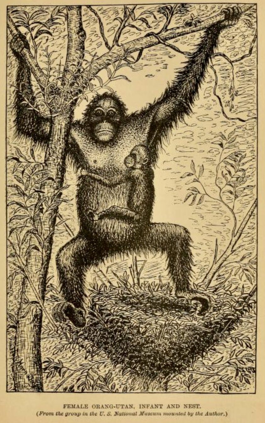 Female orangutan, infant and nest