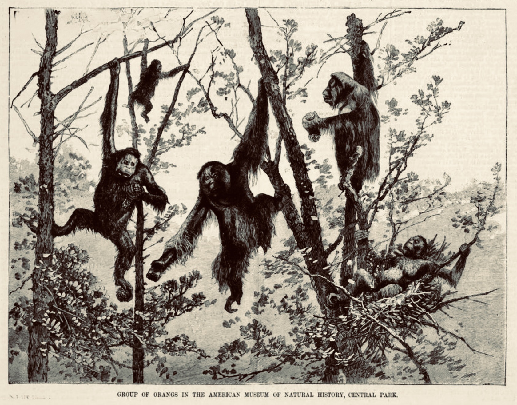 “The Orang Utan at Home” group by Hornaday, 1880