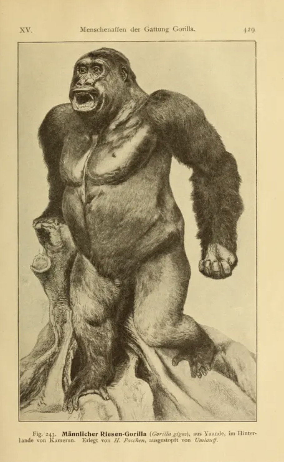 "Männlicher Riesen-Gorilla," in Haeckel, 1903