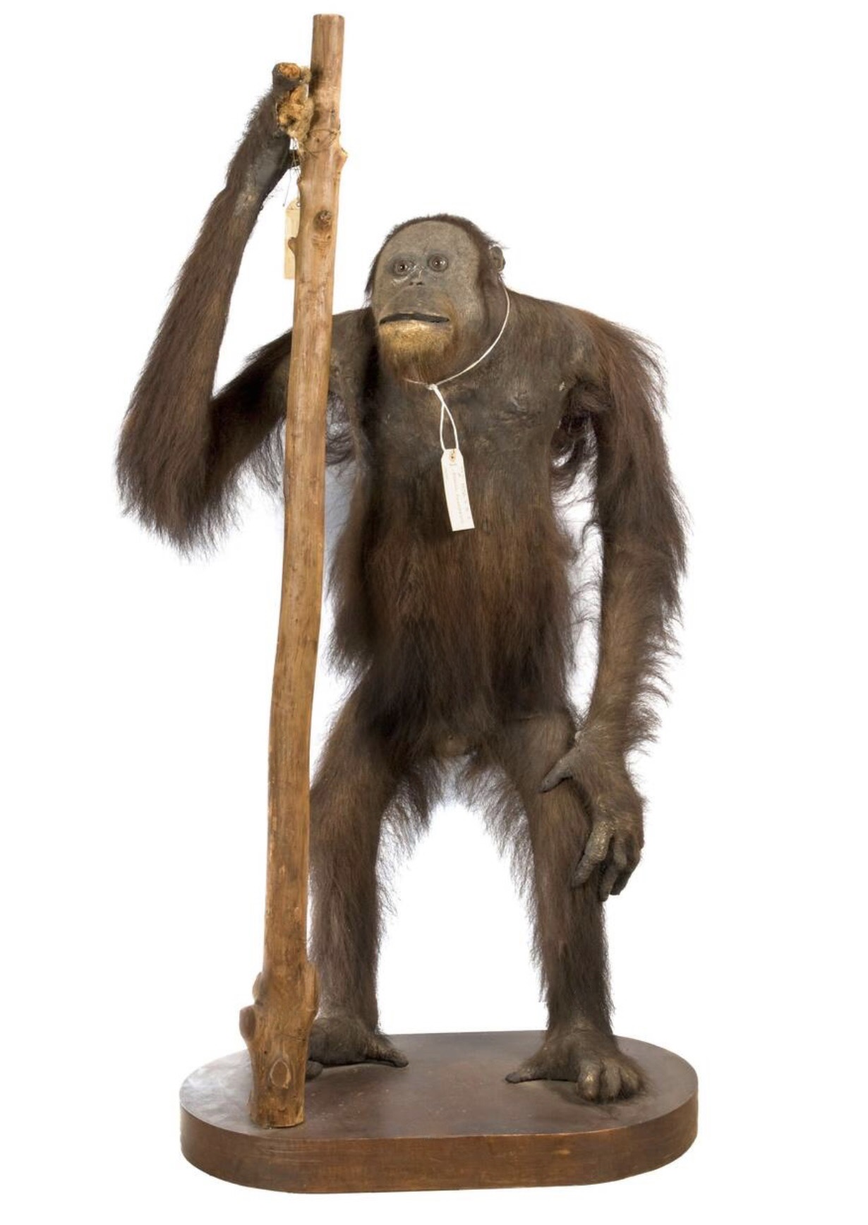 Orangutan specimen collected by Alfred Russel Wallace