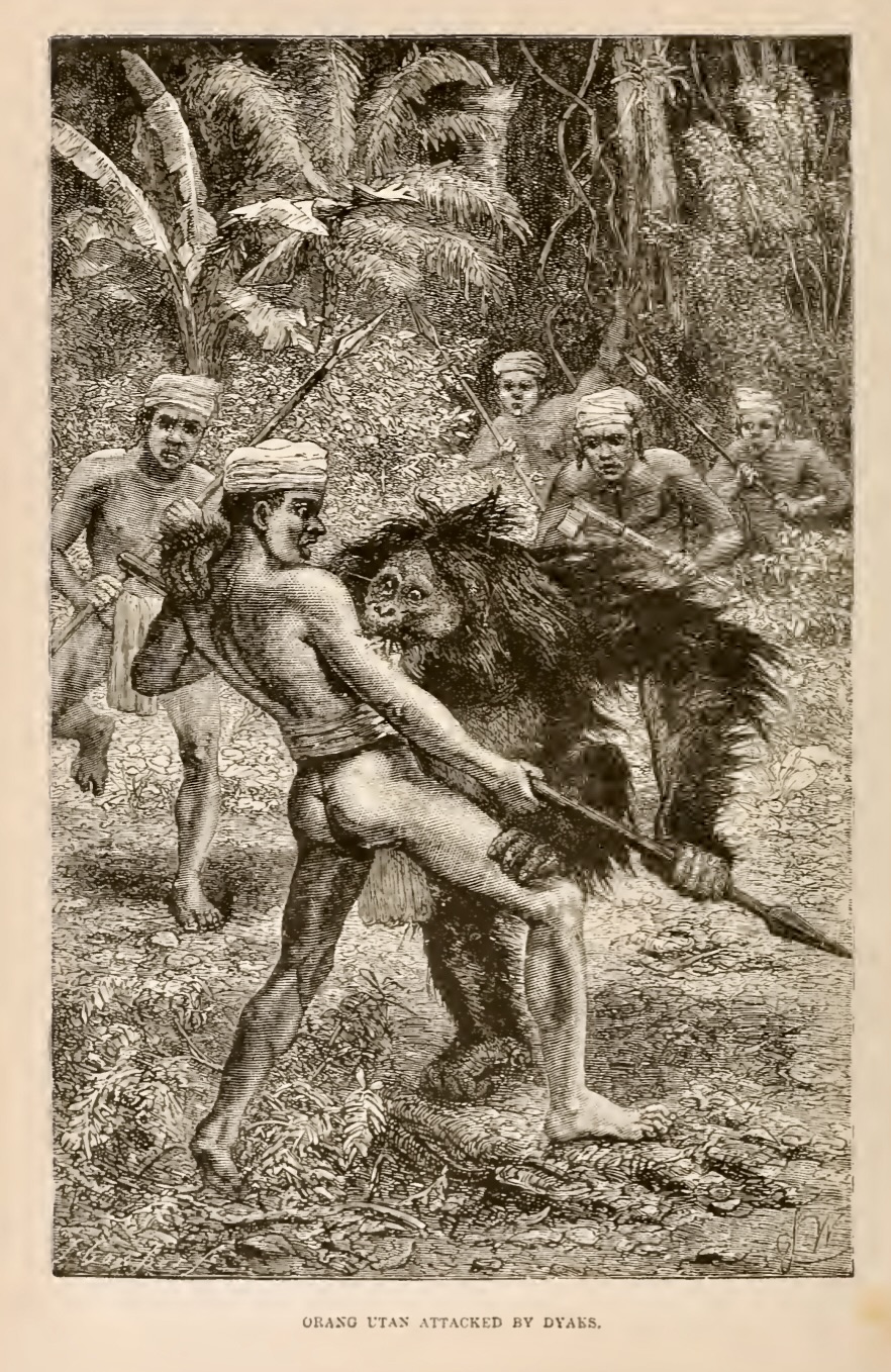 "Orang utan Attacked by Dyaks," in Wallace, 1869