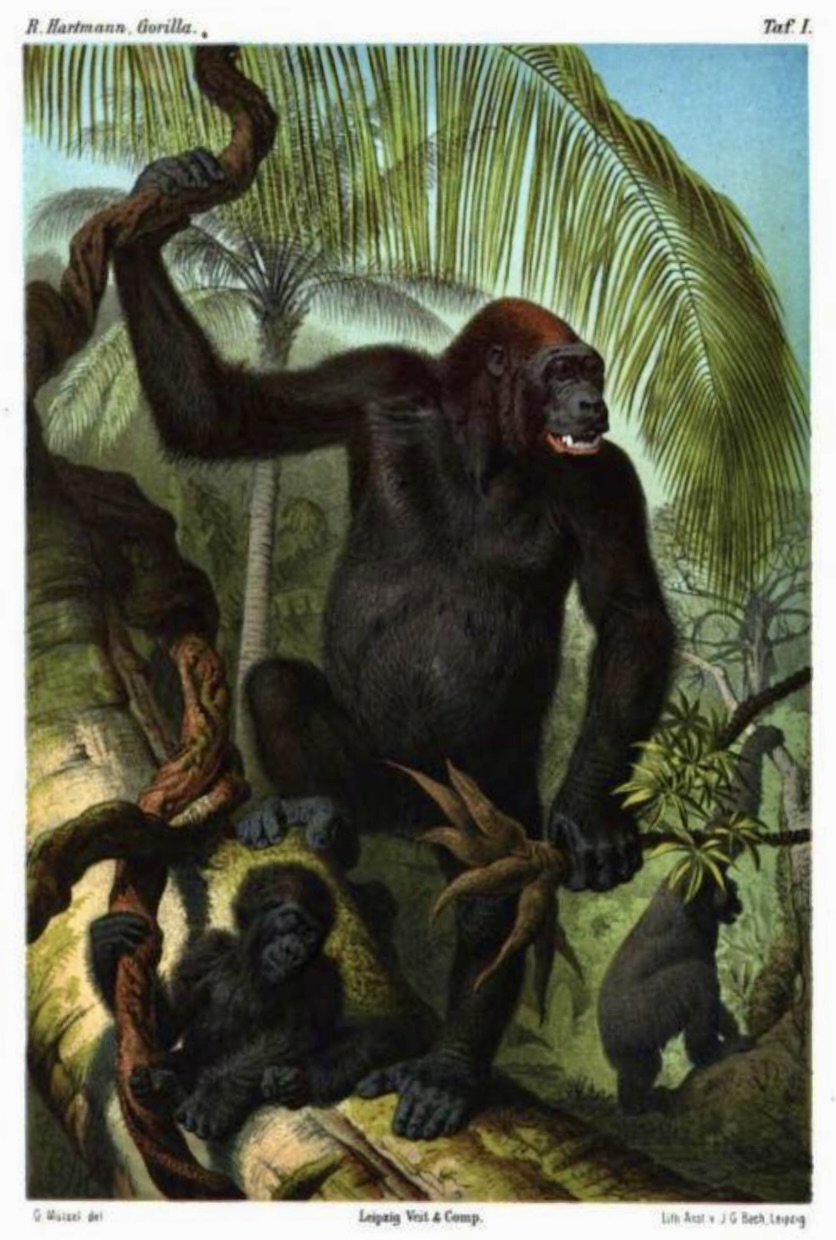 "Der Gorilla," illustration in Hartmann, 1880