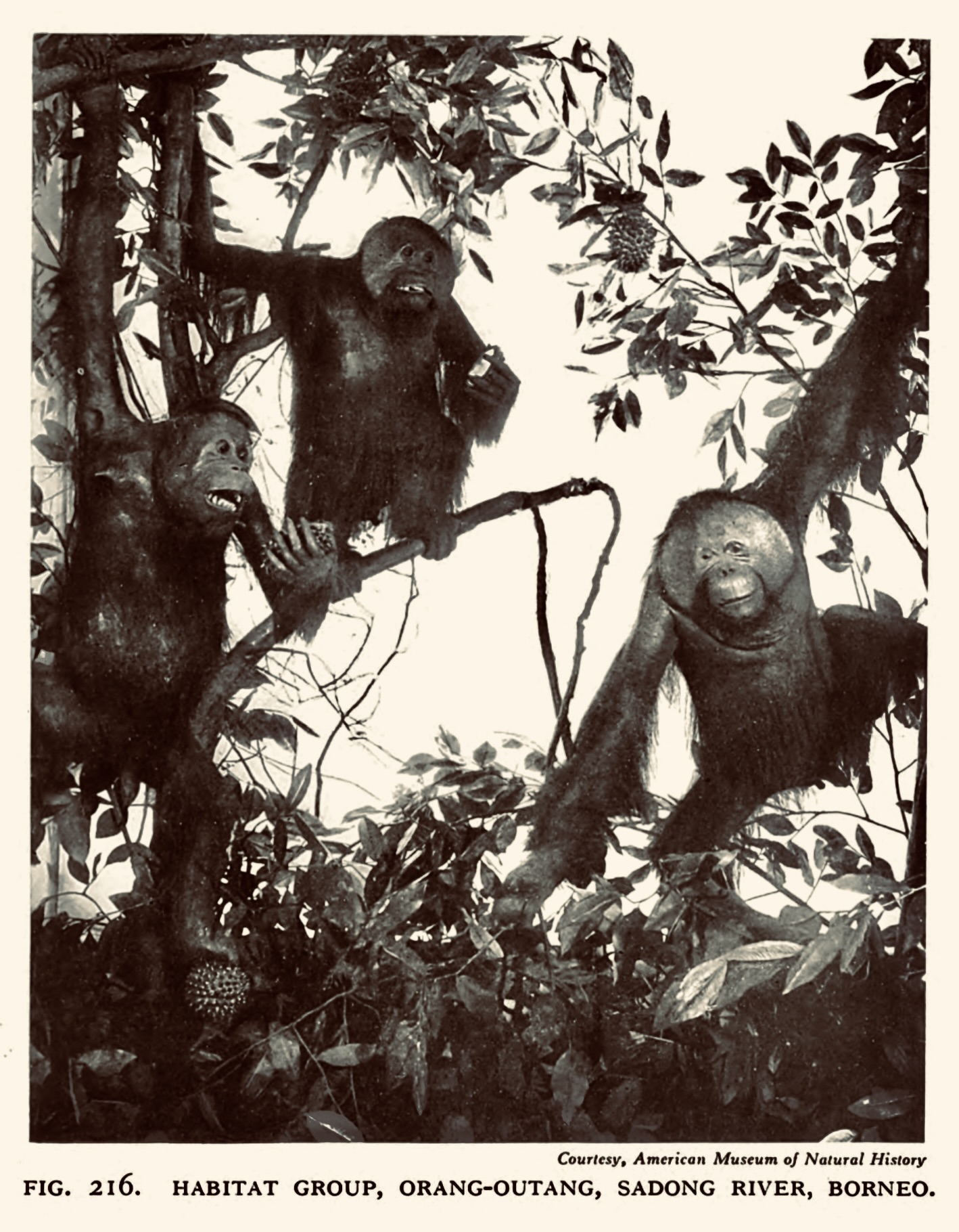 Photograph in Tilney, "The Brain from Ape to Man," 1928