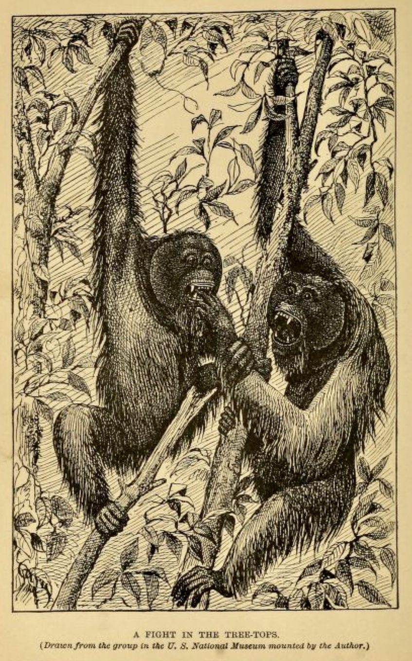 A Fight in the Tree Tops