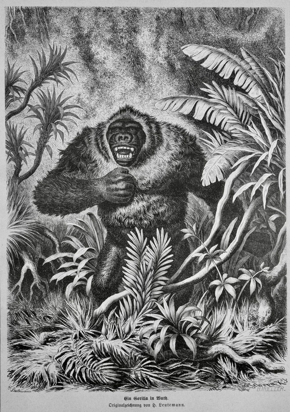 "Ein Gorilla in Wurth," in Koppenfel, 1877